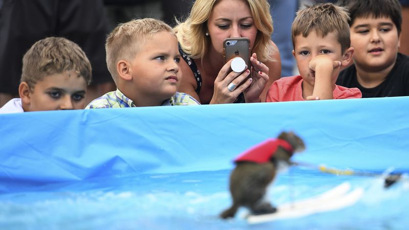 Spectators watch Twiggy, the water-skiing squirrel, perform outside U.S. Bank Stadium as part of X Fest in Minneapolis, Thursday, July 19, 2018. Twiggy's owner, Lou Ann Best, spends a substantial part of the performance educating spectators about water safety.
