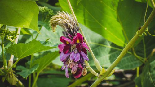 In the late summertime kudzu vines flower small purple blossoms, which can be used to flavor jellies, jams, syrups and more. Credit: Lee Coursey/Flickr/CC BY 2.0