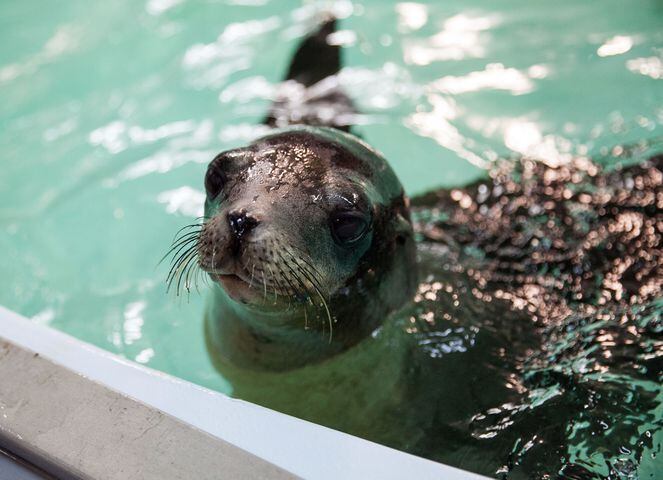 Georgia Aquarium gets new sea lions