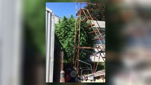 Clayton County sheriff’s deputies found two marijuana plants during a domestic dispute call. (Credit: Clayton County Sheriff's Office)