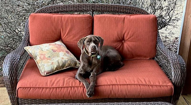 Jasmine Jensen, a long-legged French pointer from Monticello, taking a break from chipmunk patrol. (Courtesy patrol)
