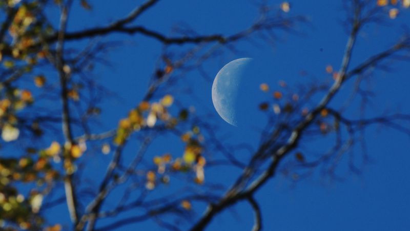 The moon is seen behind trees as the early morning sunlight breaks through in Victoria Park in Bath, England. 