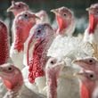 The U.S. outbreak of avian influenza has mostly impacted poultry, such as these turkeys, and egg operations. (Douglas Hook/Hartford Courant/TNS)