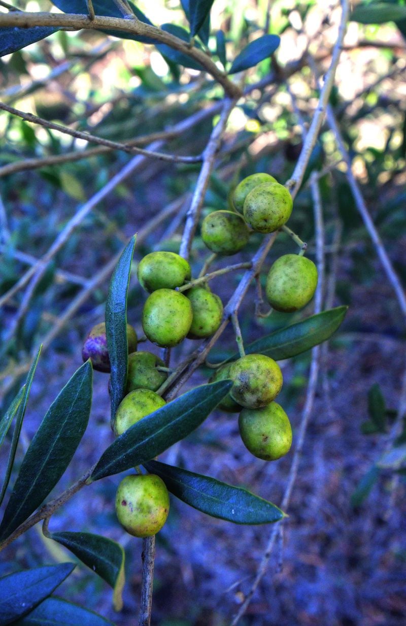 Olives thrive in well-drained soil and warm temperatures, but they require cool nights through March to produce a good yield. 
Contributed by Chris Hunt for The Atlanta Journal-Constitution