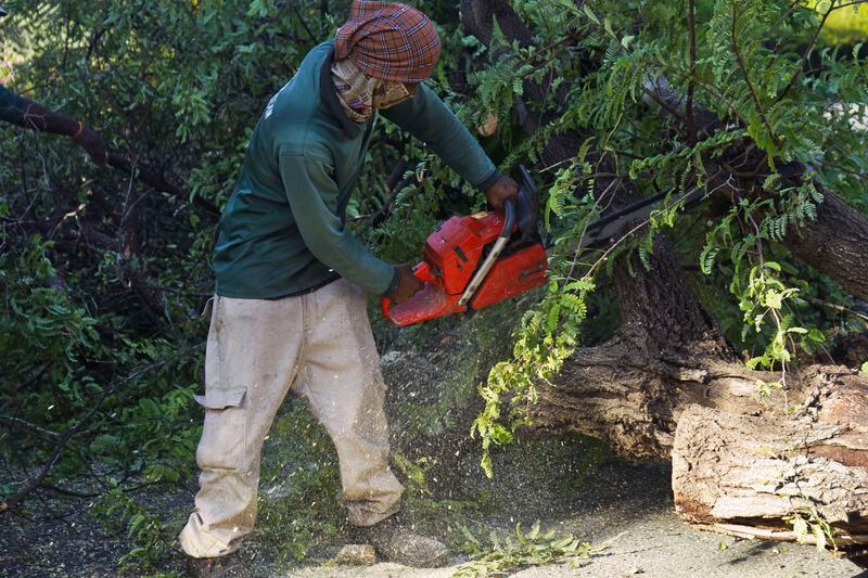 A worker cuts through a downed tree with a chainsaw after a major storm in Dubai, United Arab Emirates, Wednesday, April 17, 2024. Heavy thunderstorms lashed the United Arab Emirates on Tuesday, dumping over a year and a half's worth of rain on the desert city-state of Dubai in the span of hours as it flooded out portions of major highways and its international airport. (AP Photo/Jon Gambrell)