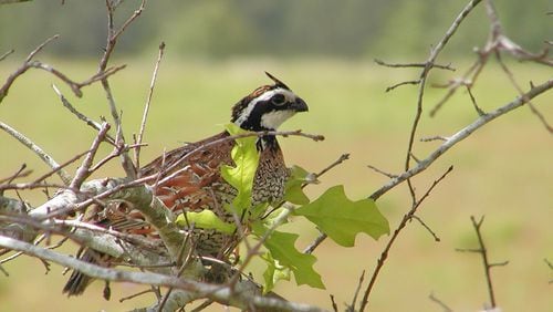 The bobwhite quail, Georgia’s official state game bird, has been declining at alarming rates because of the loss of its native grasslands habitat due to farming, development, fire suppression and other factors. CONTRIBUTED BY U.S. FISH AND WILDLIFE SERVICE
