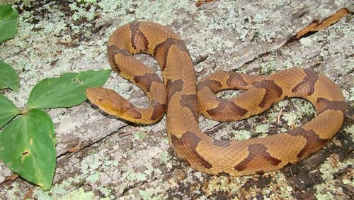 Georgians afflicted with snakebites are among those who get help calling the Georgia Poison Control Center, which is funded by the state budget. Shown here: a venomous copperhead snake.