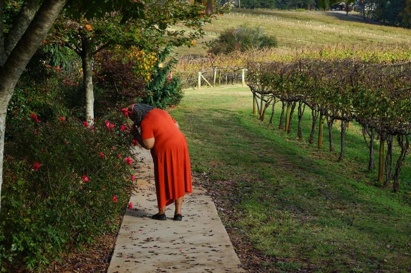 Janice Cockfield stops to smell the roses during a trip to the Frogtown Winery vineyard in Dahlonega, Georgia, on October 26, 2020. Janice stunned Emory University Hospital doctors and nurses by surviving COVID-19 after being hospitalized for 110 days, with more than two months spent in the ICU, most of that time on a ventilator. She returned home on July 17. (Credit: Janese Cockfield / Contributed)