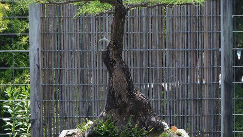 The art of growing bonsai trees is the subject of a daylong workshop at Smith-Gilbert Gardens in Kennesaw.