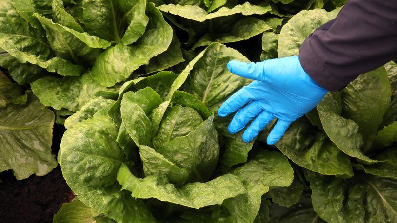 Romaine lettuce before it was harvested on a farm in Salinas, Calif., Oct. 3, 2018. In a sweeping alert issued on Nov. 20, federal health officials warned people not to eat romaine lettuce anywhere in the country, after 32 people in 11 states fell sick with a virulent form of E. coli, a bacteria blamed for a number of food-borne outbreaks in recent years. (Jim Wilson/The New York Times)