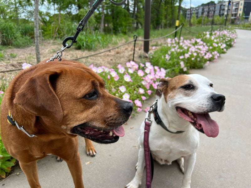 Ellie (left) and Winnie are the boxer mix and pit bull of the AJC's Tamar Hallerman and her partner, Mason Chilmonczyk. (Courtesy photo)