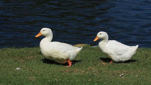 Sugar Hill needs your help to name two new Peking ducks similar to those shown here. (File Photo)