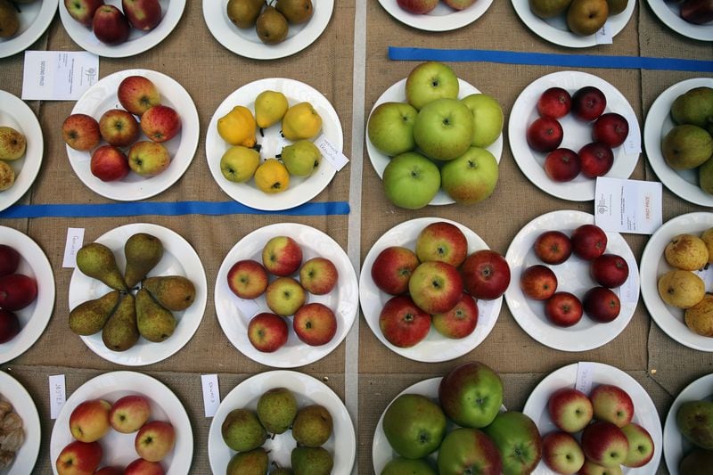 Apples are displayed inside at RHS (Royal Horticultural Show) London Harvest Festival Show on October 7, 2014 in London, England. Growers from across the UK come together for the show at the RHS Horticultural Halls in Westminster to exhibit their seasonable bounty in the annual fruit and vegetable competition. (Photo by Dan Kitwood/Getty Images)