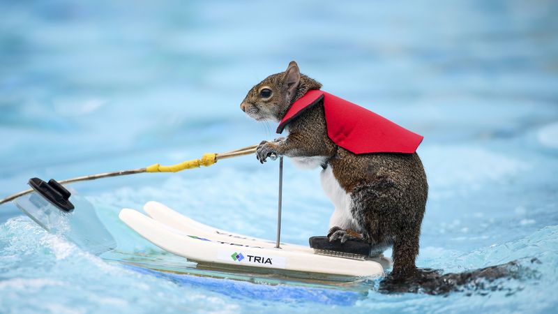 Twiggy, the water-skiing squirrel, performs outside US Bank Stadium as part of X Fest in Minneapolis, Thursday, July 19, 2018. The squirrel, the 7th in a line of Twiggies going back to the late 1970s, is on a farewell tour due to the retirement of its owner, Lou Ann Best.