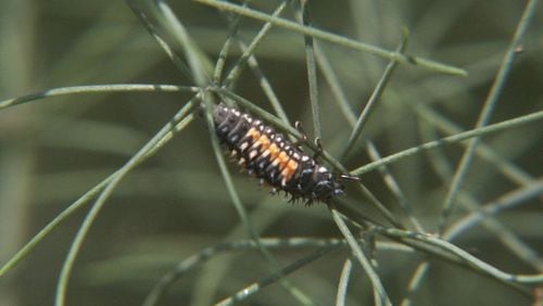 Distinctive ladybug larvae are voracious aphid hunters. Contributed by Walter Reeves
