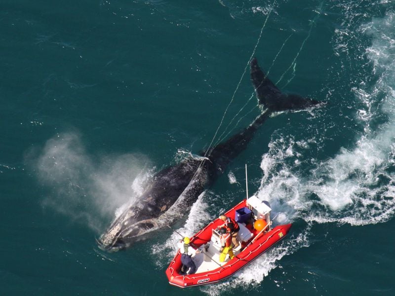Georgia Department of Natural Resources and Coastwise Consulting staff remove rope from an entangled right whale. SPECIAL to the AJC