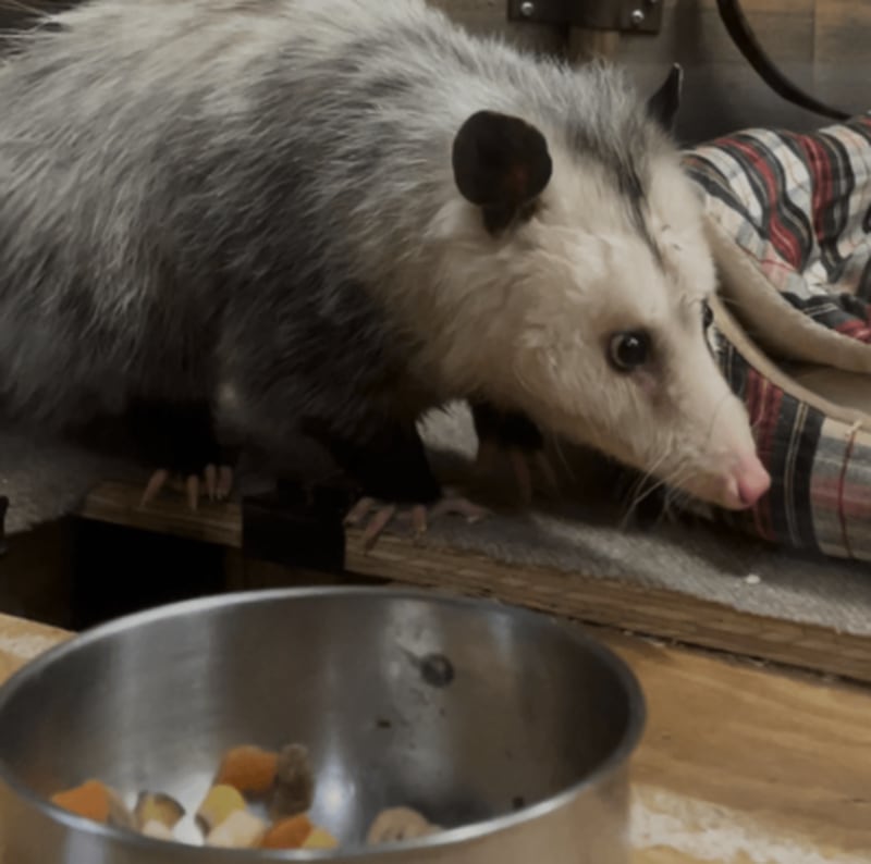 Have breakfast with an opossum and learn about their care Friday at Chattahoochee Nature Center in Roswell.