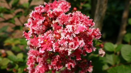 The beauty of crape myrtle flowers far outweighs the urge to remove a crape myrtle due to ants and aphids. (Walter Reeves for The Atlanta Journal-Constitution)