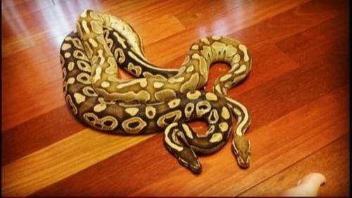 Ball pythons are not harmful, but deliberately releasing pythons is illegal. (Credit: Channel 2 Action News)