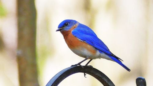Watching birds, such as this Eastern bluebird in a DeKalb County yard, can have health benefits for mind and body, including lowering depression, anxiety and stress. CONTRIBUTED BY CHARLES SEABROOK