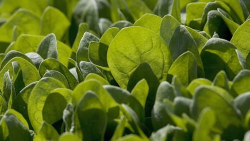 Baby spinach grows in a field in Watsonville, California. Scientists have figured out a way to grow human heart tissue in a spinach leaf.