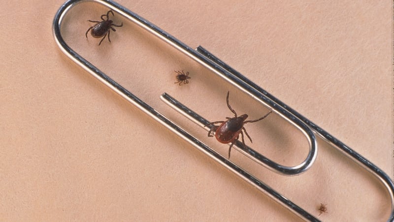 A close-up of an adult female, an adult male, nymph and larva tick is shown next to a paper clip. Ticks cause an acute inflammatory disease characterized by skin changes, joint inflammation, and flu-like symptoms called Lyme disease. 
