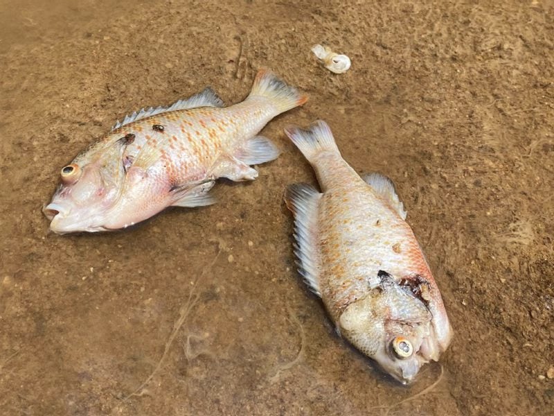Two Redbreast sunfish were found dead by Georgia Environmental Protection Division officials in Little River. SPECIAL TO THE AJC