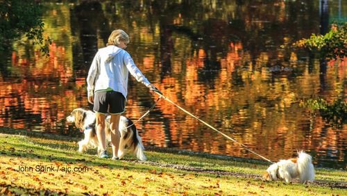 Against the reflection of fall foliage at The Duck Pond in Peachtree Heights in Buckhead, Medra Ashmore took Zoey (left) and Annie for their morning walk. The high tied a record of 78, according to Channel 2 Action News.