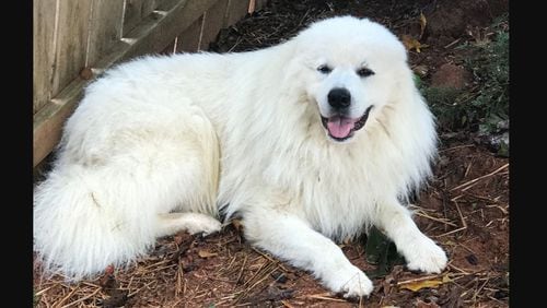 Oscar the Great Pyrenees spent several months on the lam before being reunited with his owner. Photo courtesy of Mitzi Assing