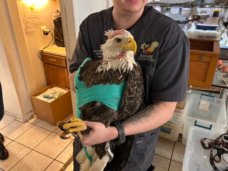 A close-up of the bandaged bald eagle after the patient was admitted to AWARE Wildlife Center.
(Courtesy of AWARE Wildlife Center)