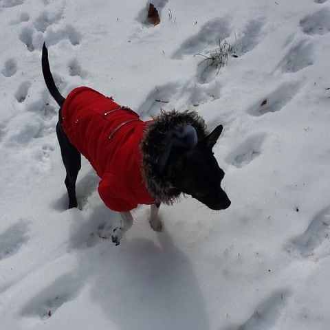 Mister having a blast in the snow! #notreally #tinyfrozenpaws #chihuahua #Neville #atlsnowpets -- @amd3pink