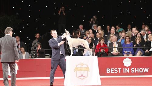 Whiskey the whippet wins Best of Show at AKC National Championship, with his handler (and owner and breeder) Justin C. Smithey in Orlando. Smithey lives and raises dogs in Sugar Valley, in North Georgia. CONTRIBUTED: JUSTIC C. SMITHEY