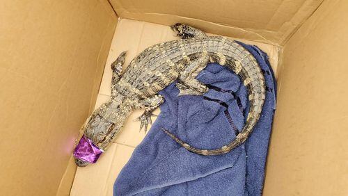 An alligator was found in Pittsburgh's Carrick neighborhood on Saturday. This is the third alligator to be spotted in Pittsburgh in less than a month. (Pittsburgh Public Safety)