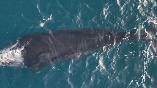 An injured endangered right whale calf was seen about 20 nautical miles off Sapelo Island, Ga., on Feb. 1, 2024.