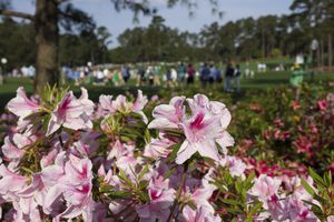 The flowers of Augusta National Golf Club | The Masters