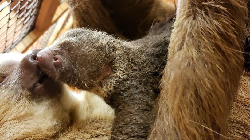 An infant Hoffman's two-toed sloth was born Sunday at Zoo Atlanta to mother Bonnie. Caretakers have not yet determined the offspring's gender. CONTRIBUTED: PATTI FRAZIER