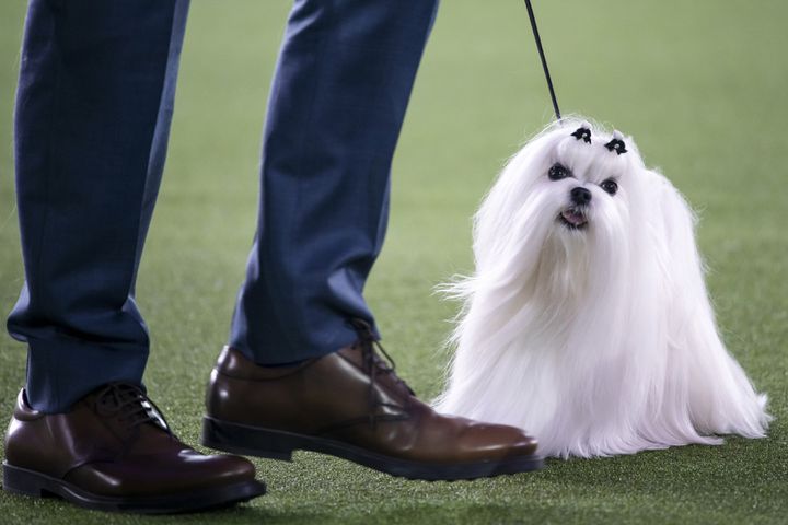 A Maltese competes at the Westminster Kennel Club Dog Show, held at the Lyndhurst Mansion in Tarrytown, N.Y., on Saturday, June 12, 2021. (Karsten Moran/The New York Times)