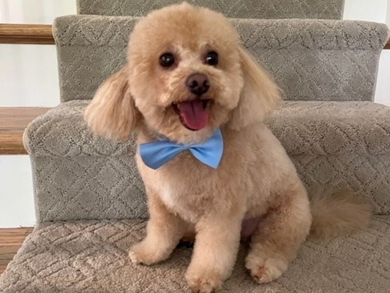 Kirby Camuso is the Maltipoo mix of CSX lobbyist Craig Camuso. And yes, he's named after UGA Coach Kirby Smart. (Courtesy photo)