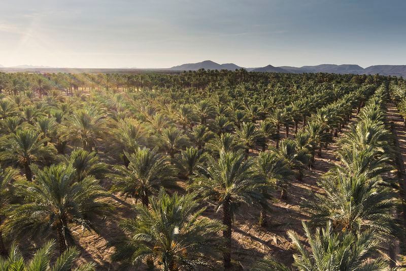 Bard Valley Natural Delights is a growers' cooperative of date farms spread over 7,000 acres at the intersection of California, Arizona and Mexico. (Courtesy of Farm to Fork Media / Bard Valley Natural Delights)