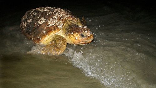 A female adult loggerhead sea turtle returns to the sea after nesting to lay her eggs on Ossabaw Island. It’s one of Georgia’s coastal species that could receive protection from the National Park Service under a program aimed at predators. CURTIS COMPTON / ccompton@ajc.com
