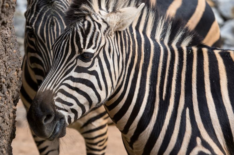 The African Savanna habitat will have room for giraffes, zebras, warthogs, meerkats and other animals, along with elephants. CONTRIBUTED: ZOO ATLANTA.