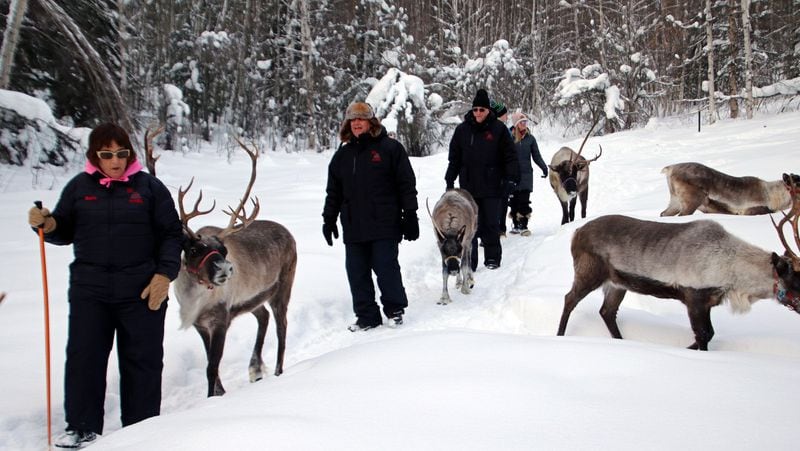 Antlered trail escorts sometimes veer off the path at Running Reindeer Ranch near Fairbanks. (Norma Meyer/TNS)
