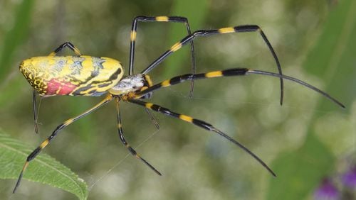 The Joro spider, shown here, is a native of East Asia that was accidentally introduced into Georgia in 2013. It is now spreading across the state. (Courtesy of Christina Butler/Creative Commons.)
