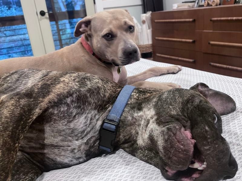 Rosa and Luther, named for two Civil Rights-era icons, call Ken Edelstein their person. (Courtesy photo)