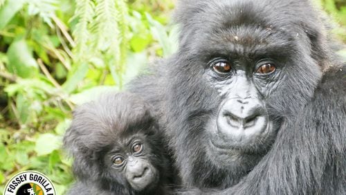 The Dian Fossey Gorilla Fund, an Atlanta-based nonprofit that works to protect gorillas, saw a recent wave of donations by investors on the Reddit forum WallStreetBets. Photo courtesy of Dian Fossey Gorilla Fund