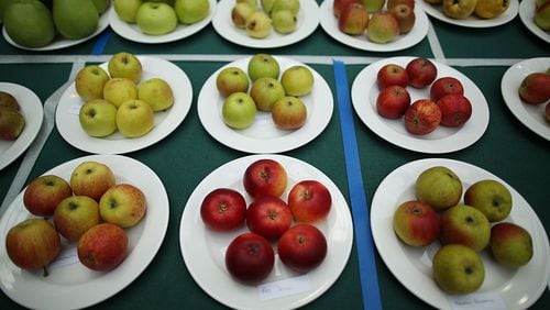 LONDON, ENGLAND - OCTOBER 09:  Plates of prize winning apples are displayed at the Royal Horticultural Society (RHS) Harvest Festival Show on October 9, 2013 in London, England. The nation's enthusiasts are showcasing their finest home grown fruit and vegetables for two days at the RHS Horticultural Hall.  (Photo by Peter Macdiarmid/Getty Images)