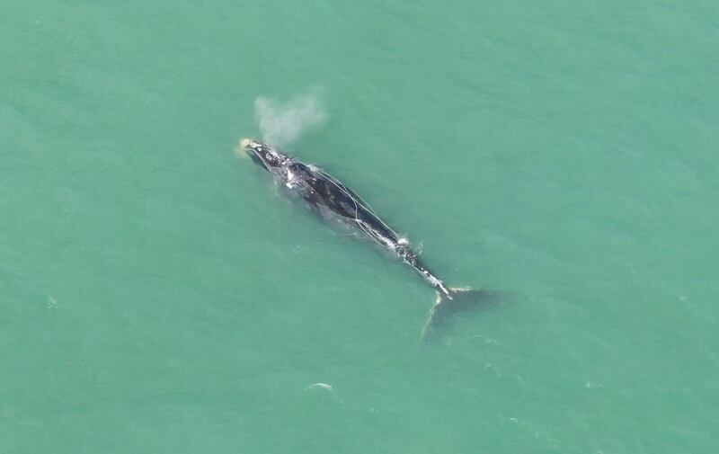 A critically endangered North Atlantic right whale was found dead over the weekend off the coast of South Carolina, more than four months after it had been spotted entangled in fishing gear. (Credit:_Joey Antonelli_Florida FWC_Taken under NOAA permit 18786)