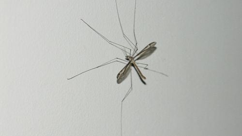A crane fly looks like a huge mosquito but it is not harmful. (Walter Reeves for The Atlanta Journal-Constitution)