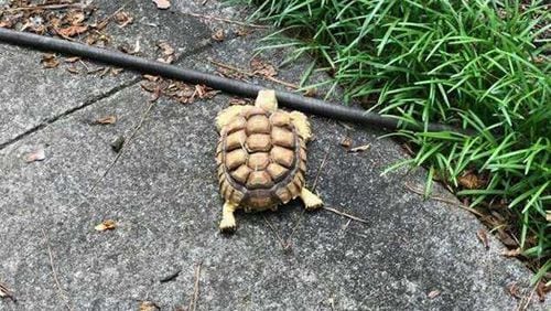 This is Abigail. She's a missing tortoise. Have you seen her?