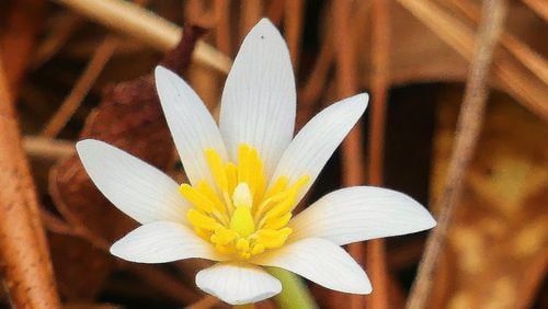The bloodroot (shown here) is one of Georgia's spring ephemeral wildflowers. It blooms in March before forest canopies leaf out, and it quickly goes through its life before dying back to its underground parts by early May. (Charles Seabrook for The Atlanta Journal-Constitution)